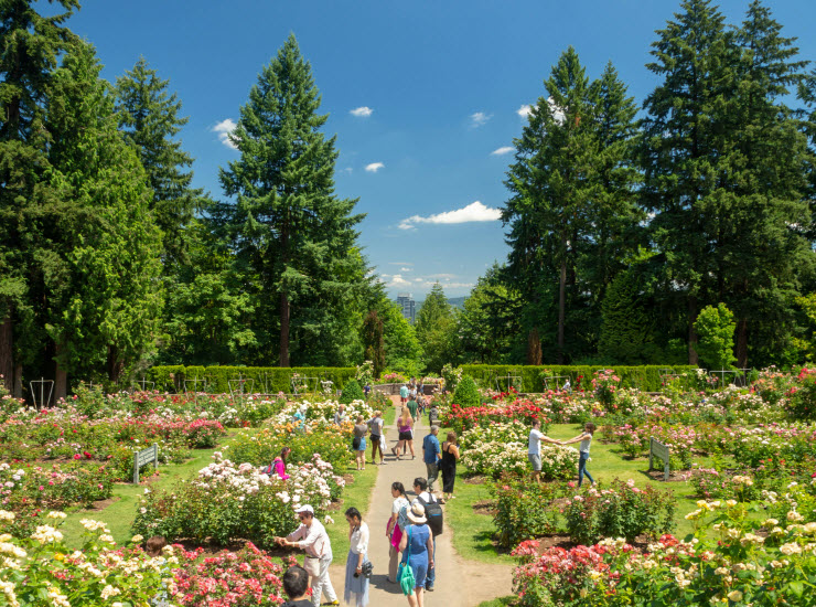 Rose Test International Rose Test Garden, Oregon, USA (Garden) | USAvora